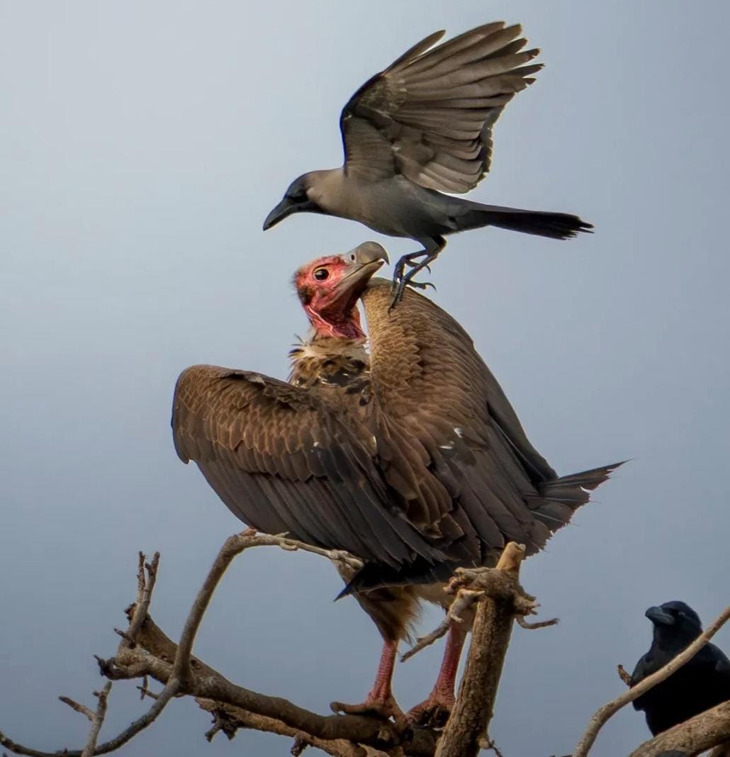 कौवों के झुंड ने शिकारी गिद्ध को घेरा - पास बैठा दूसरा गिद्ध नहीं आया बचाने - हलाली डैम के पास दिखा रोमांचक नजारा 2 1773565696 WhatsApp Image 2026 03 15 at 11.50.12